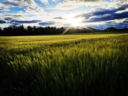 5 MAJ - Boštjan Kovič - Žerjavka